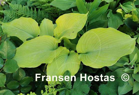 Hosta Lakeside Sassy Sally